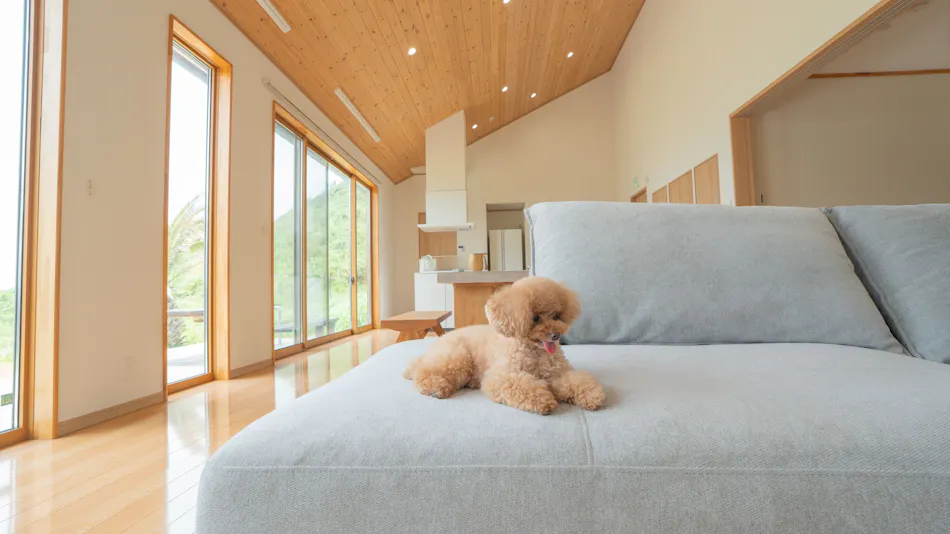 Doggy's Tateyama Mera Beach by GIFTHOUSE - Dog-Friendly Villa -