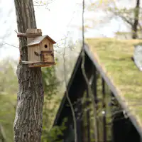 鳥の巣