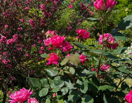 四季を彩る花々