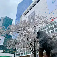 ทางออกฮาจิโกะ สถานีชิบูยะ