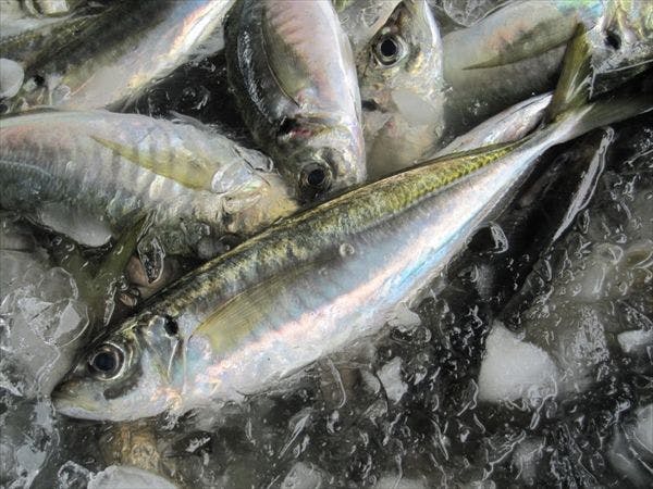 ที่ซากาอิมินาโตะ คุณสามารถเพลิดเพลินกับปลาสดได้♪