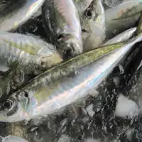 ที่ซากาอิมินาโตะ คุณสามารถเพลิดเพลินกับปลาสดได้♪