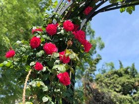 シティルートホテル