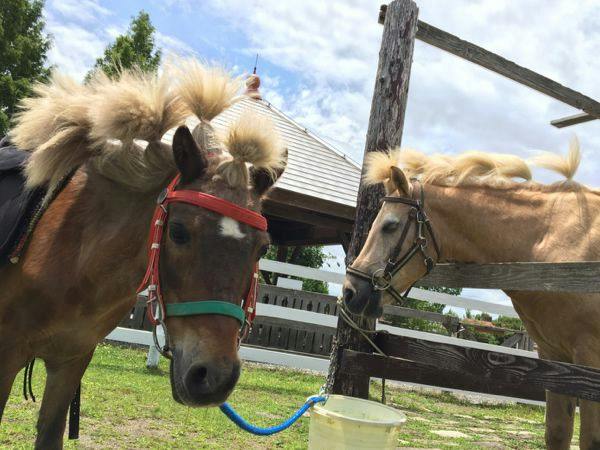 滋賀農業公園「ブルーメの丘」入園券＆ランチバイキング付 （朝食付）