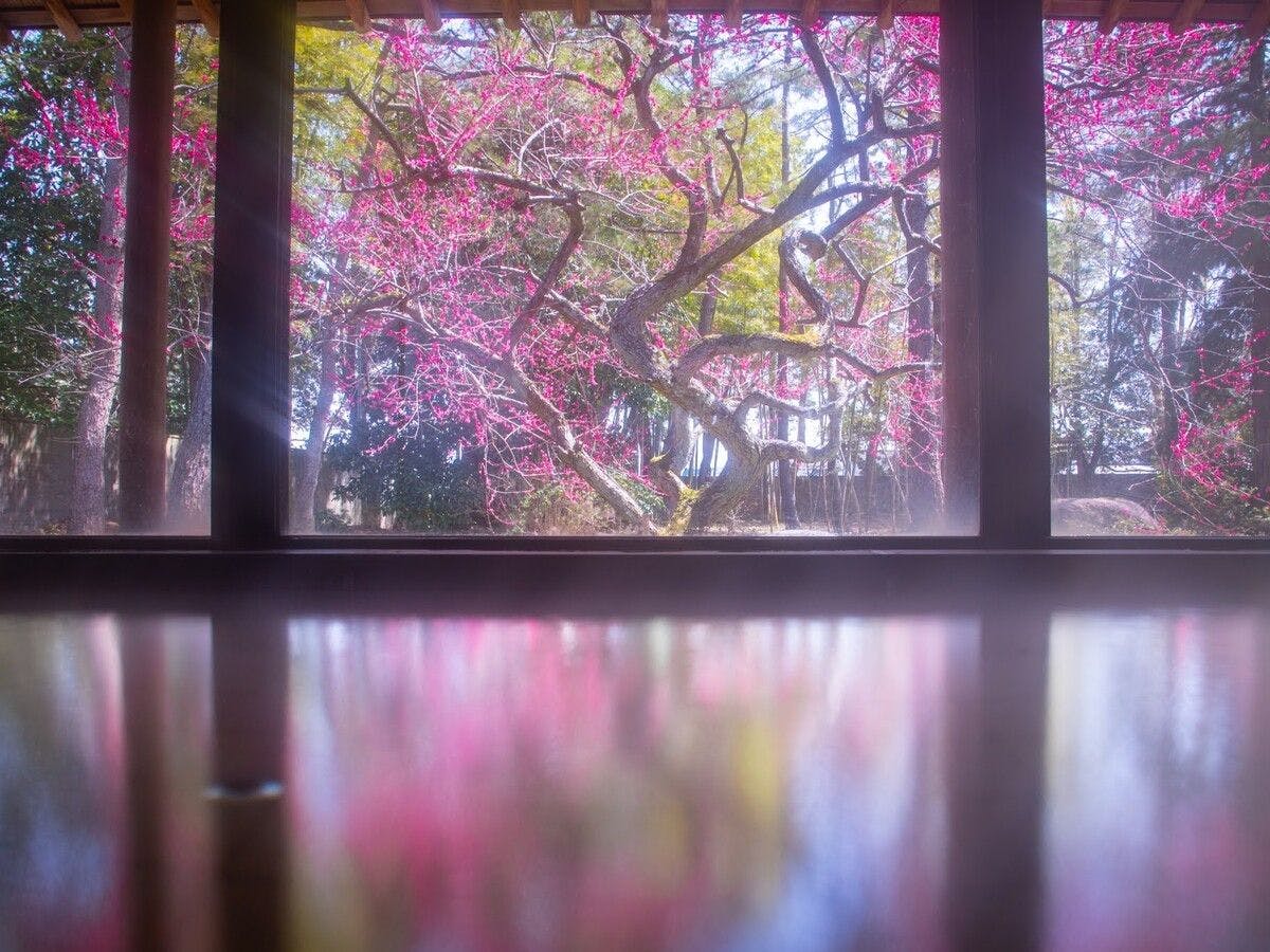 ดอกบ๊วยสีแดงที่มองเห็นได้จากห้องอาบน้ำรวมขนาดใหญ่