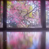 ดอกบ๊วยสีแดงที่มองเห็นได้จากห้องอาบน้ำรวมขนาดใหญ่