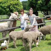 มาเธอร์ฟาร์ม