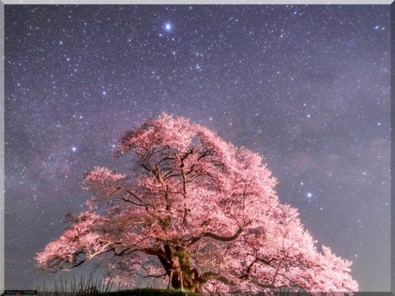 Bunga sakura malam dan rasi bintang