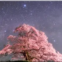 Bunga sakura malam dan rasi bintang