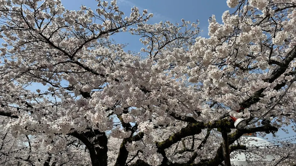 Gotemba Kogen Toki no Sumika