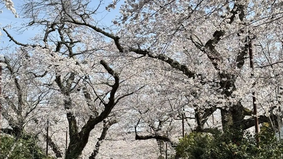 Gotemba Kogen Toki no Sumika