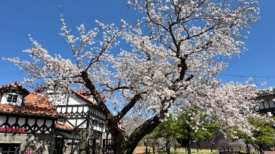 Gotemba Kogen Toki no Sumika