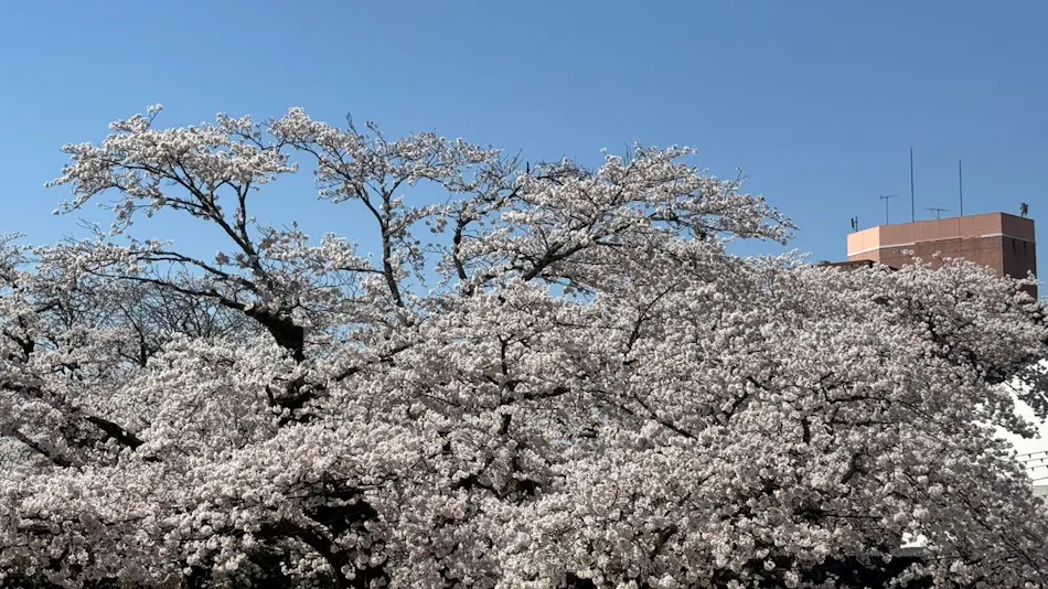 Gotemba Kogen Toki no Sumika