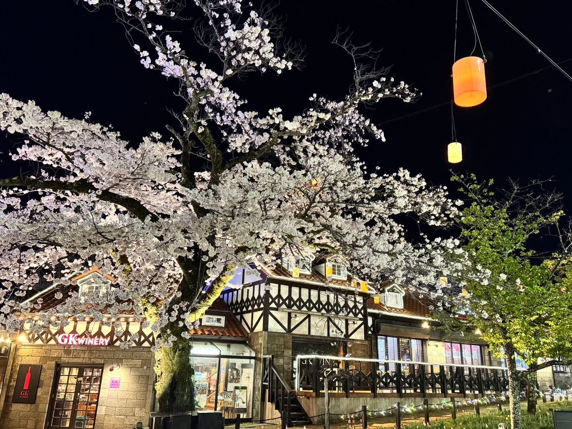 โซเมอิโยชิโนะ (ฤดูใบไม้ผลิปี 2025)