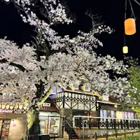 โซเมอิโยชิโนะ (ฤดูใบไม้ผลิปี 2025)