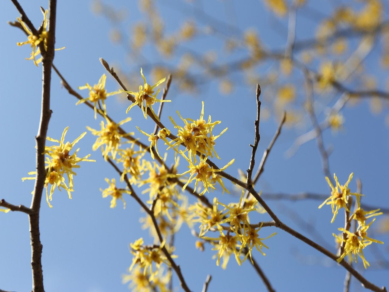 อาเท็ตสึมันซาคุที่บานในสวน