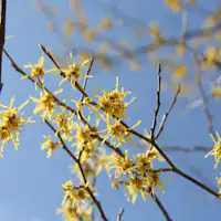 อาเท็ตสึมันซาคุที่บานในสวน