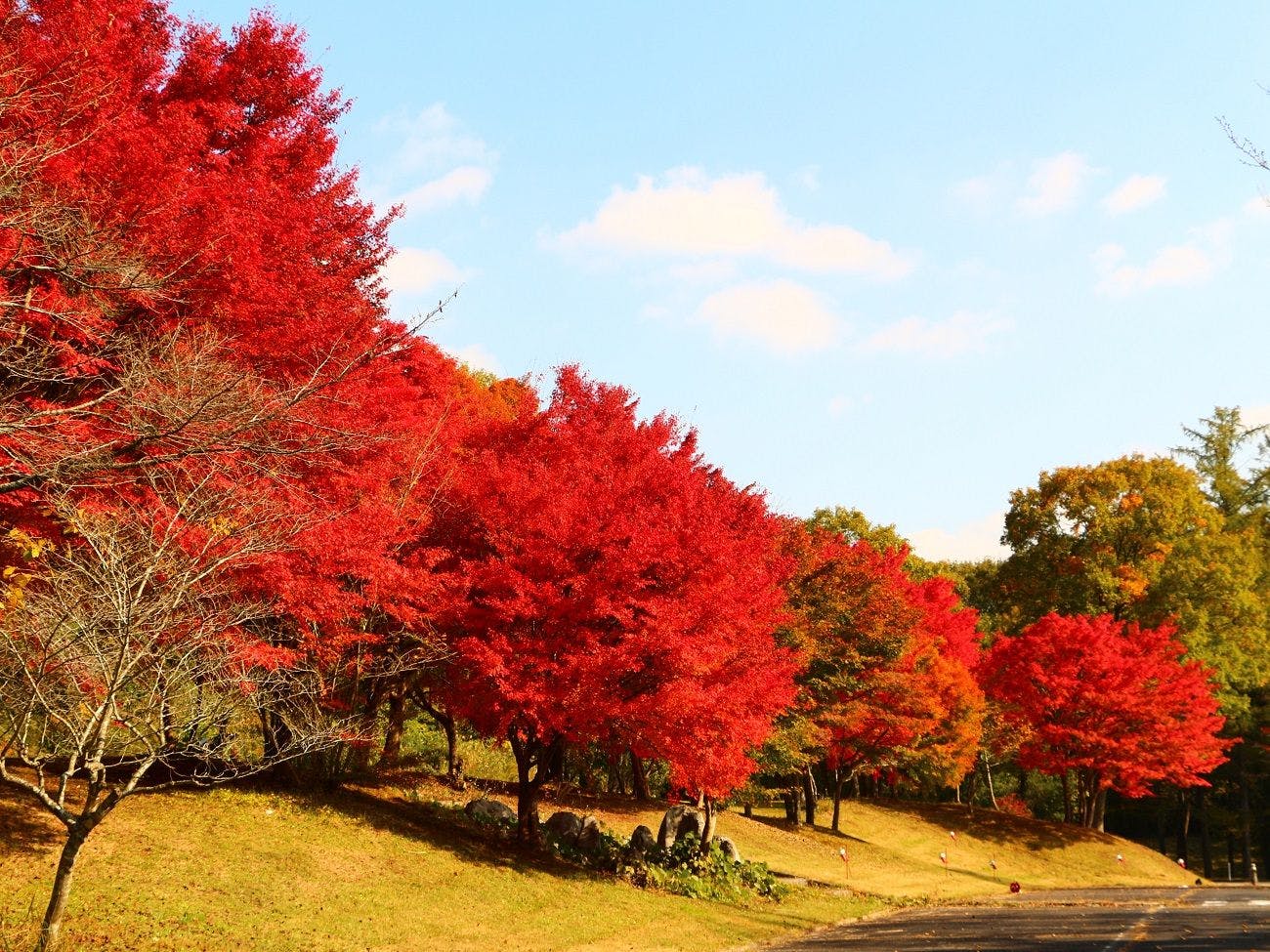 บรรยากาศใบไม้เปลี่ยนสีภายในสวน