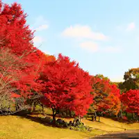 บรรยากาศใบไม้เปลี่ยนสีภายในสวน