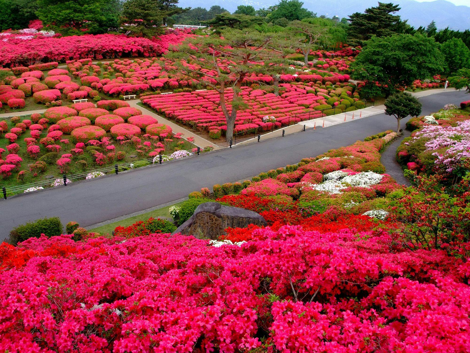 งานเทศกาลดอกสึสึจิที่ภูเขาโคะมุโระ