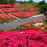 งานเทศกาลดอกสึสึจิที่ภูเขาโคะมุโระ