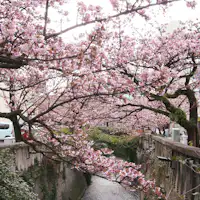 อาตามิ ซากุระ