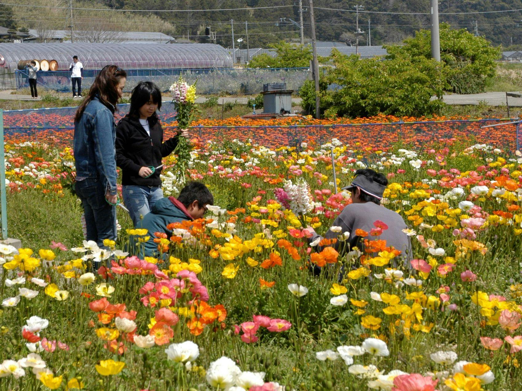ทุ่งดอกไม้ในมินามิโบโซ