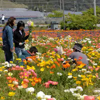 ทุ่งดอกไม้ในมินามิโบโซ