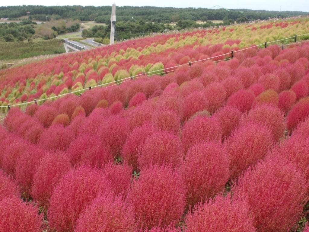 【Pelancongan Sekitar】Taman Negara Hitachi Kokia