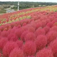 【Pelancongan Sekitar】Taman Negara Hitachi Kokia
