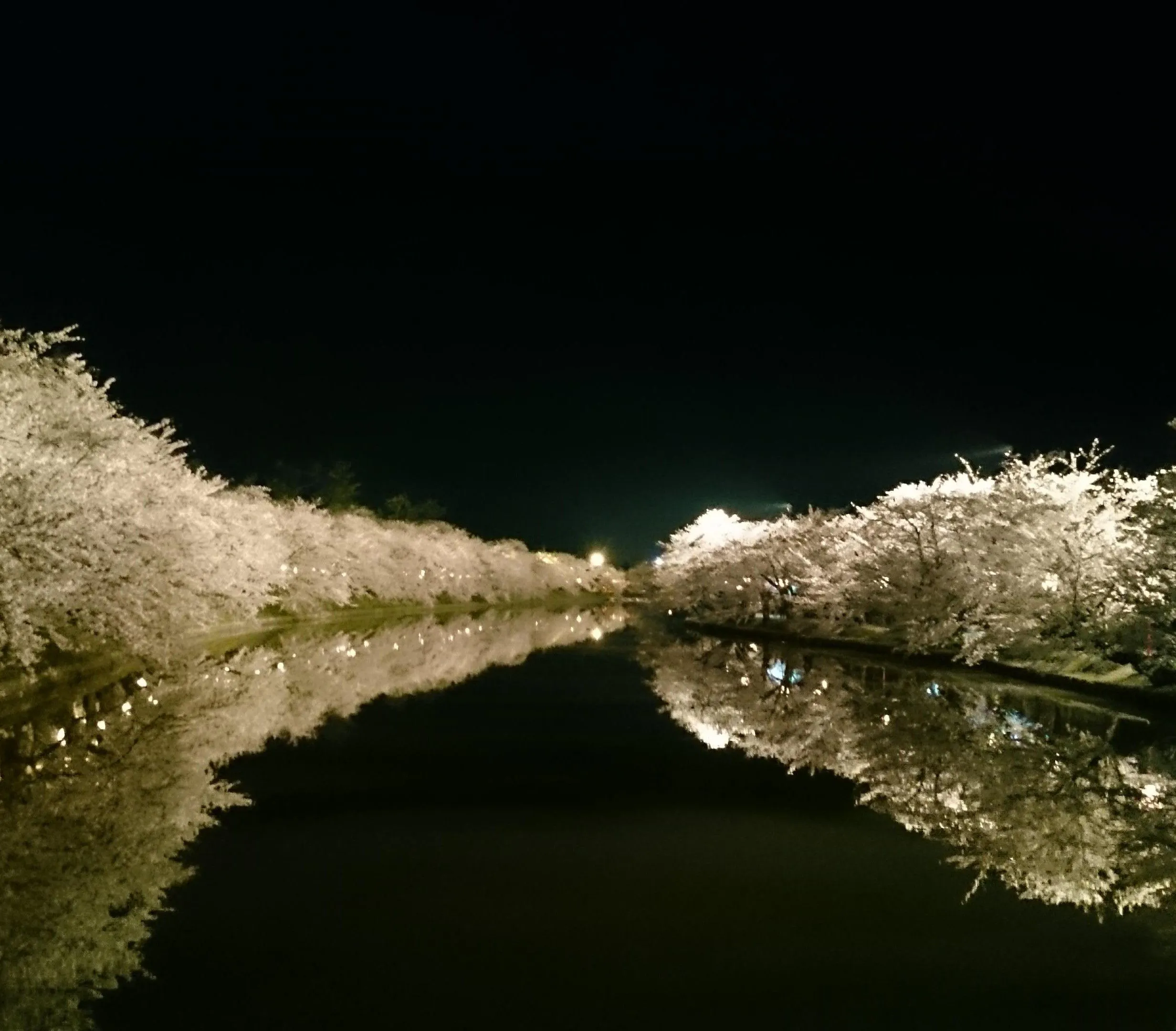 히로사키 공원의 야간 벚꽃