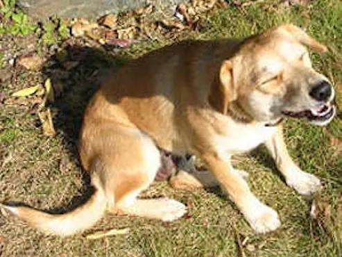 Datanglah bersama anjing kesayangan anda♪