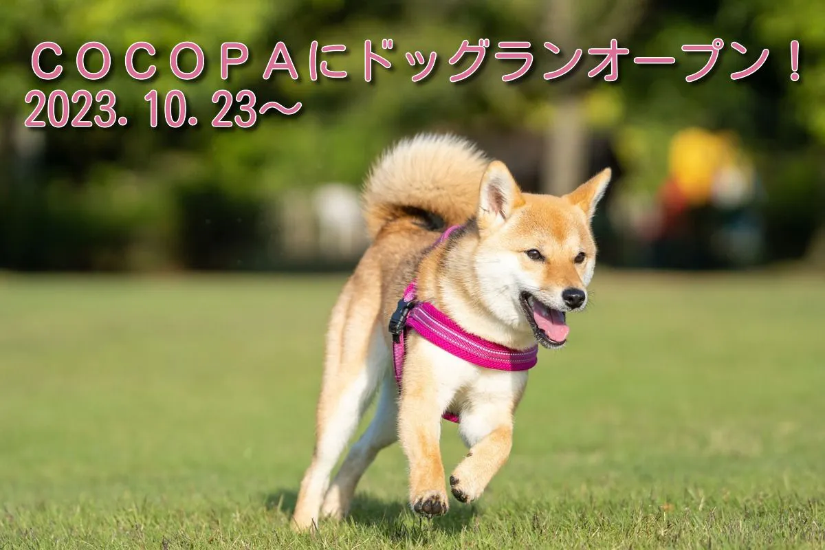 Coco Resort เปิดพื้นที่วิ่งเล่นสำหรับสุนัขแล้ว!