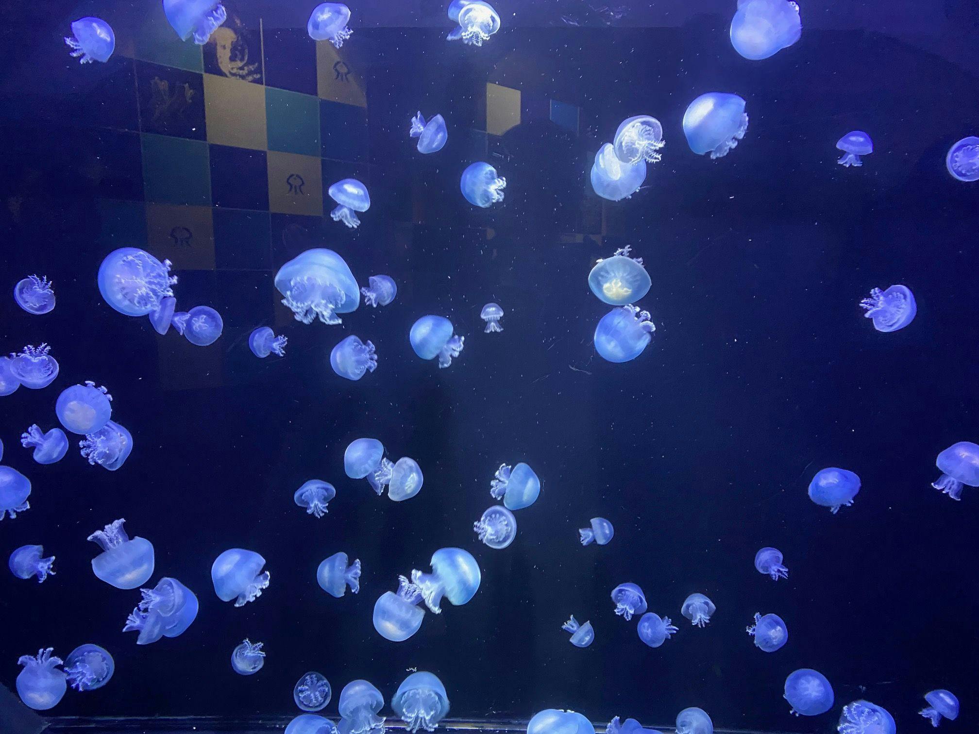 พิพิธภัณฑ์สัตว์น้ำคาโมะ (แมงกะพรุน)