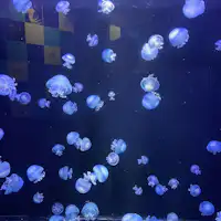 พิพิธภัณฑ์สัตว์น้ำคาโมะ (แมงกะพรุน)