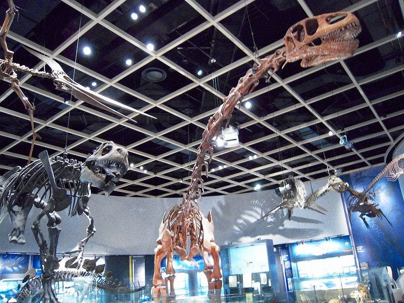 สวนโนฮอยในเมืองโทโยฮาชิ