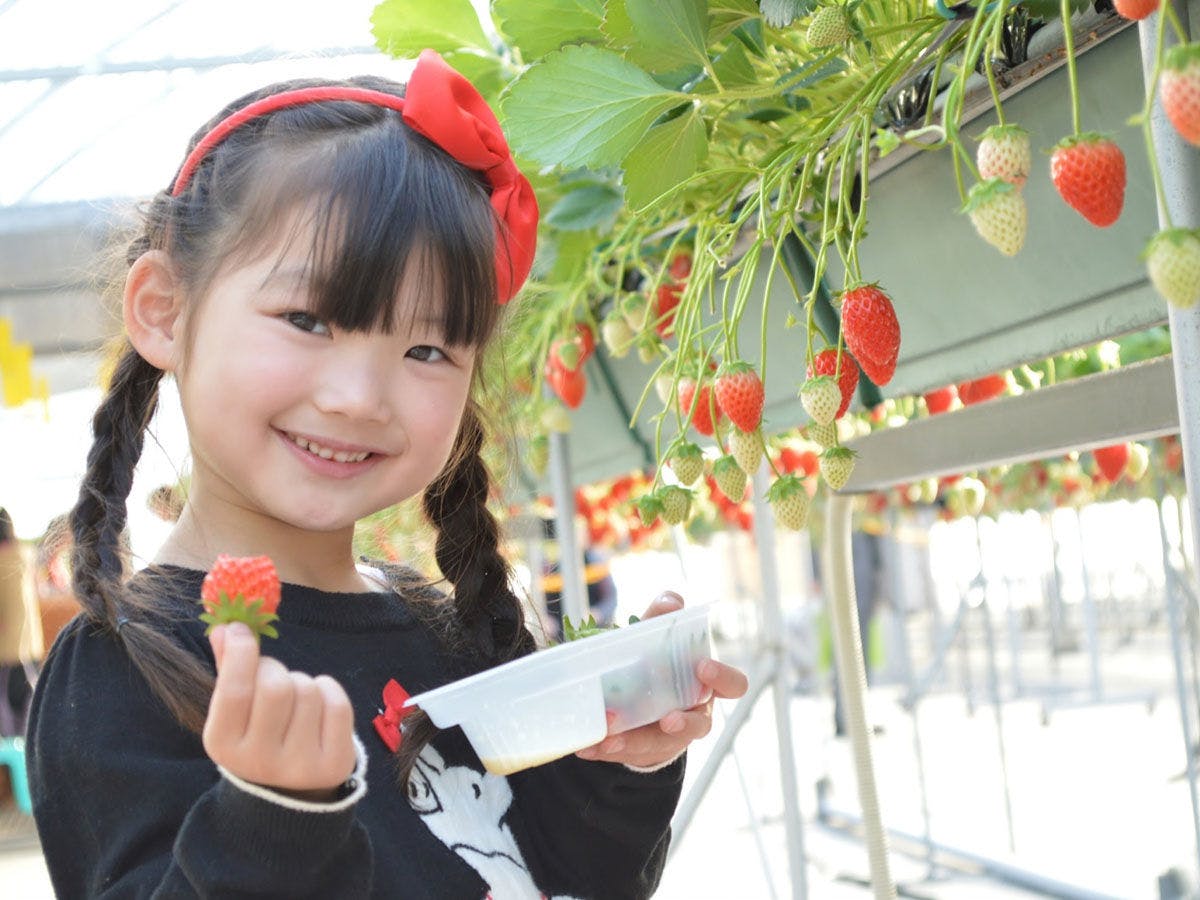 การเก็บสตรอว์เบอร์รี