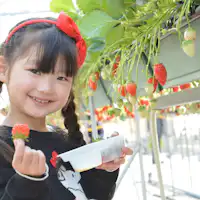 การเก็บสตรอว์เบอร์รี