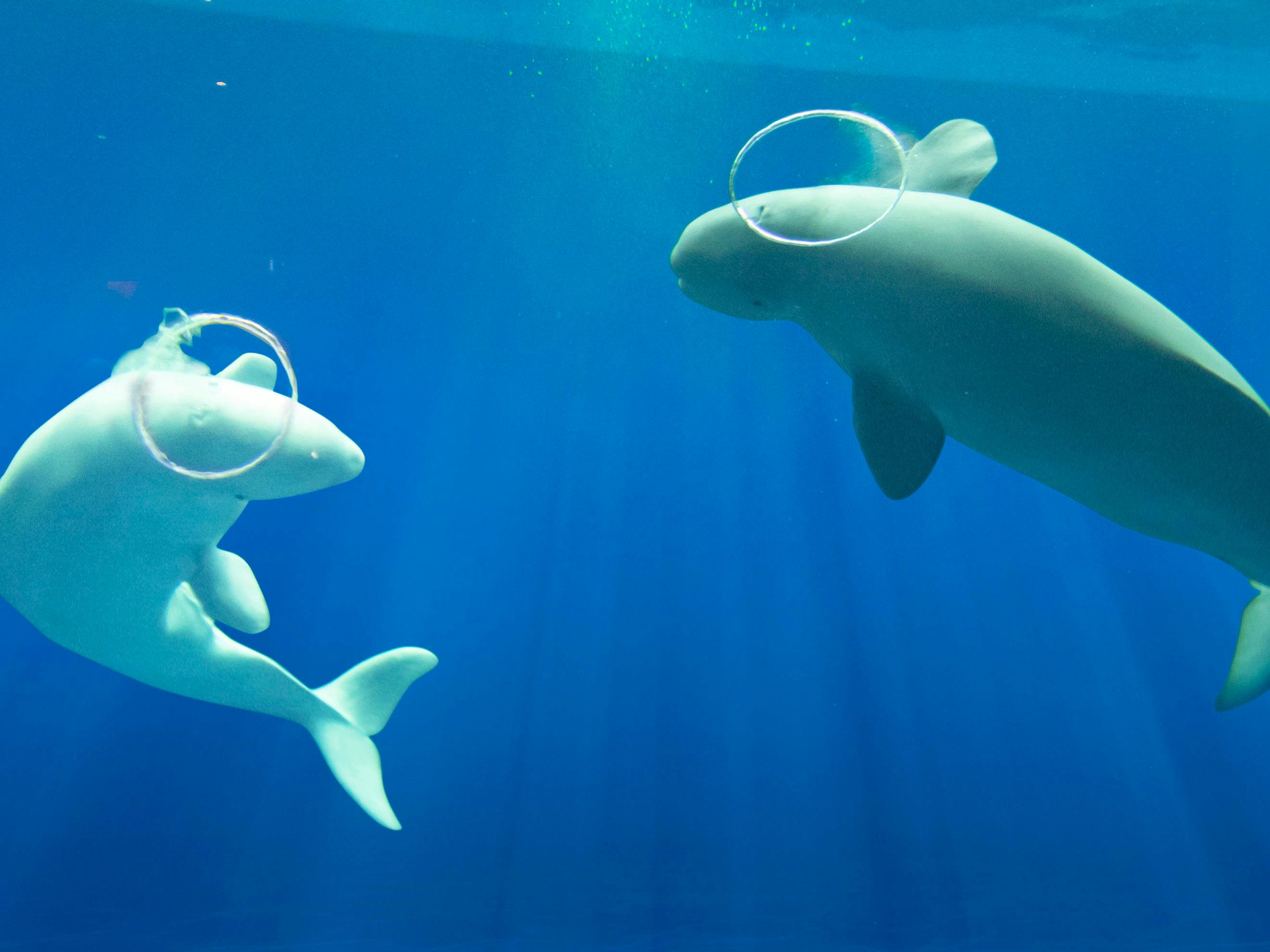 Kokumin Shukusha Senjoen