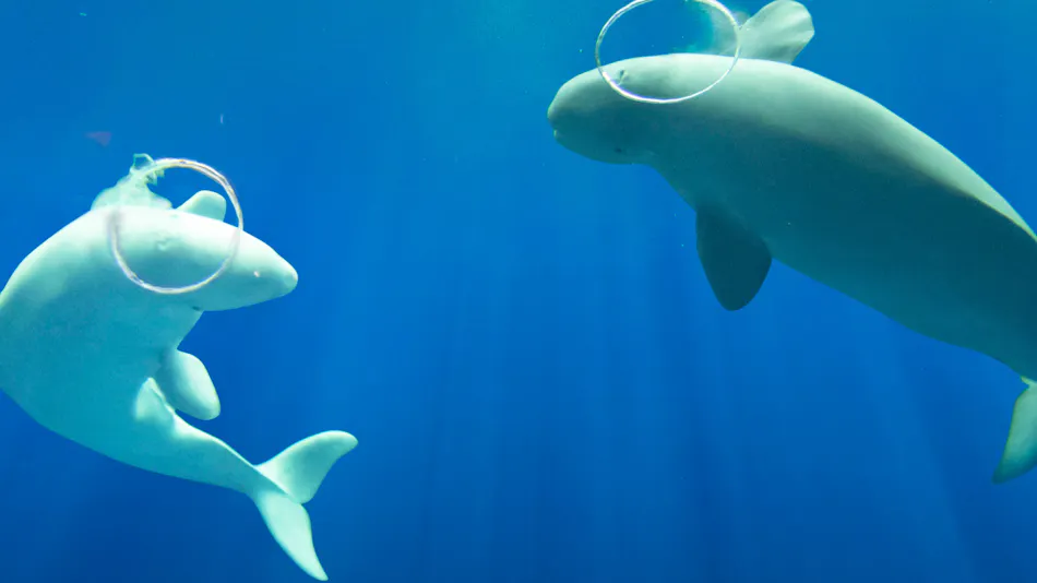 Kokumin Shukusha Senjoen