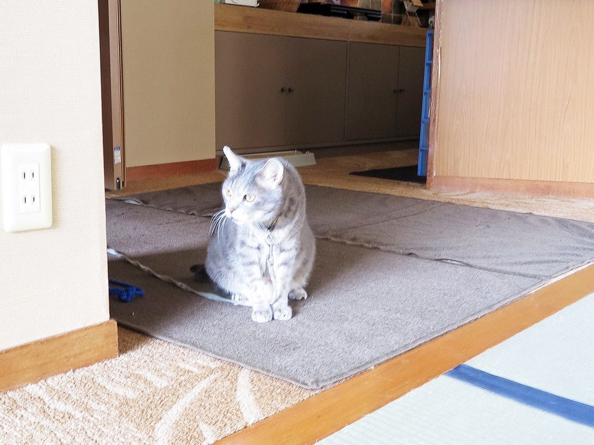 แมวป้าย