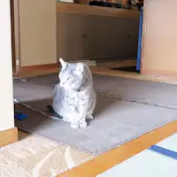 แมวป้าย