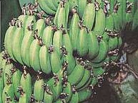 ホテルオーシャン