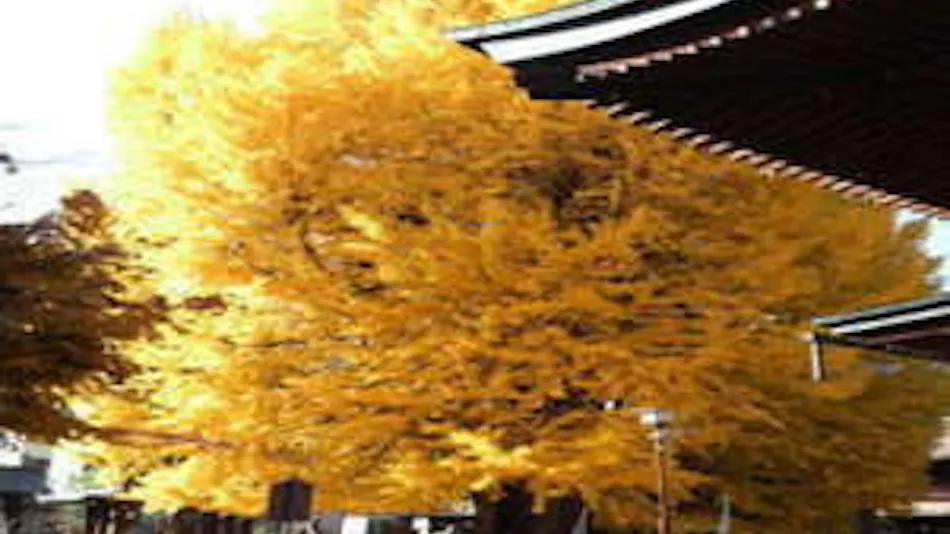 Minshuku Kuwataniya