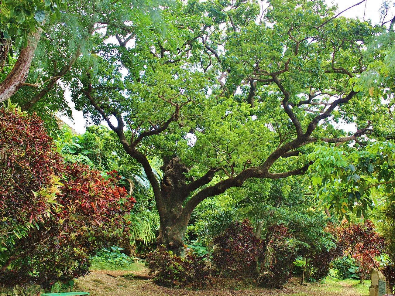 Pokok Akagi Besar di Shuri Kinjo
