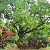 Pokok Akagi Besar di Shuri Kinjo