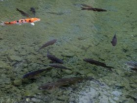 人吉温泉しらさぎ荘