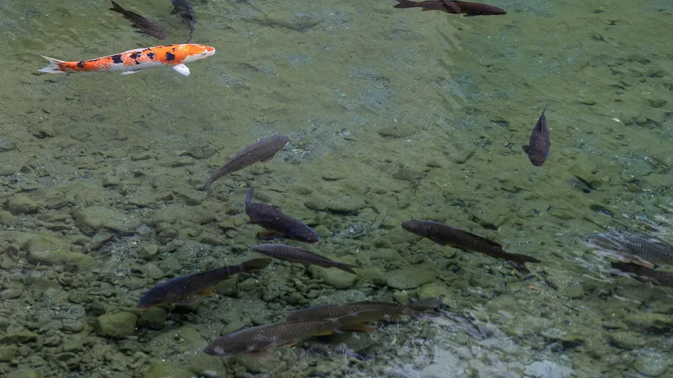 Hitoyoshi Onsen Shirasagisou