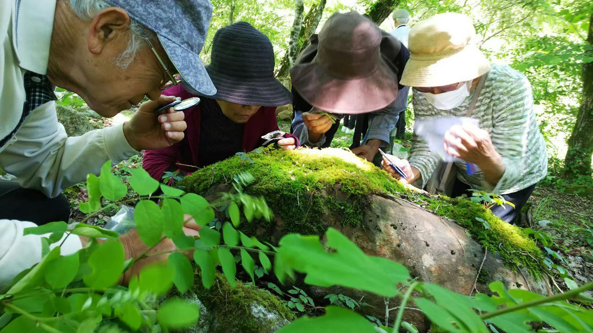 การบำบัดด้วยป่าไม้