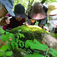 Terapi Hutan